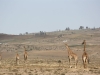 Giraffen beim Morgenlauf